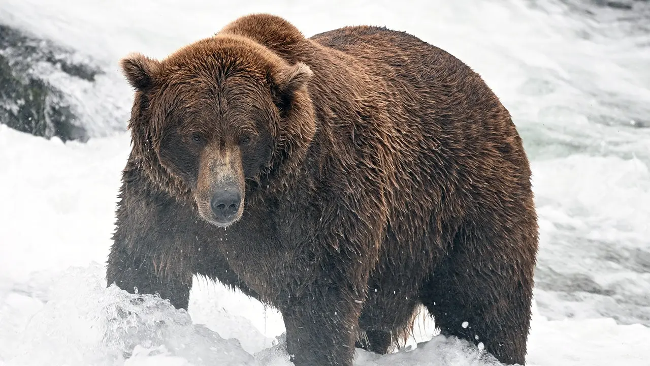 Определена сетка турнира Fat Bear Week: знакомьтесь с тяжеловесами, аутсайдерами и действующим чемпионом